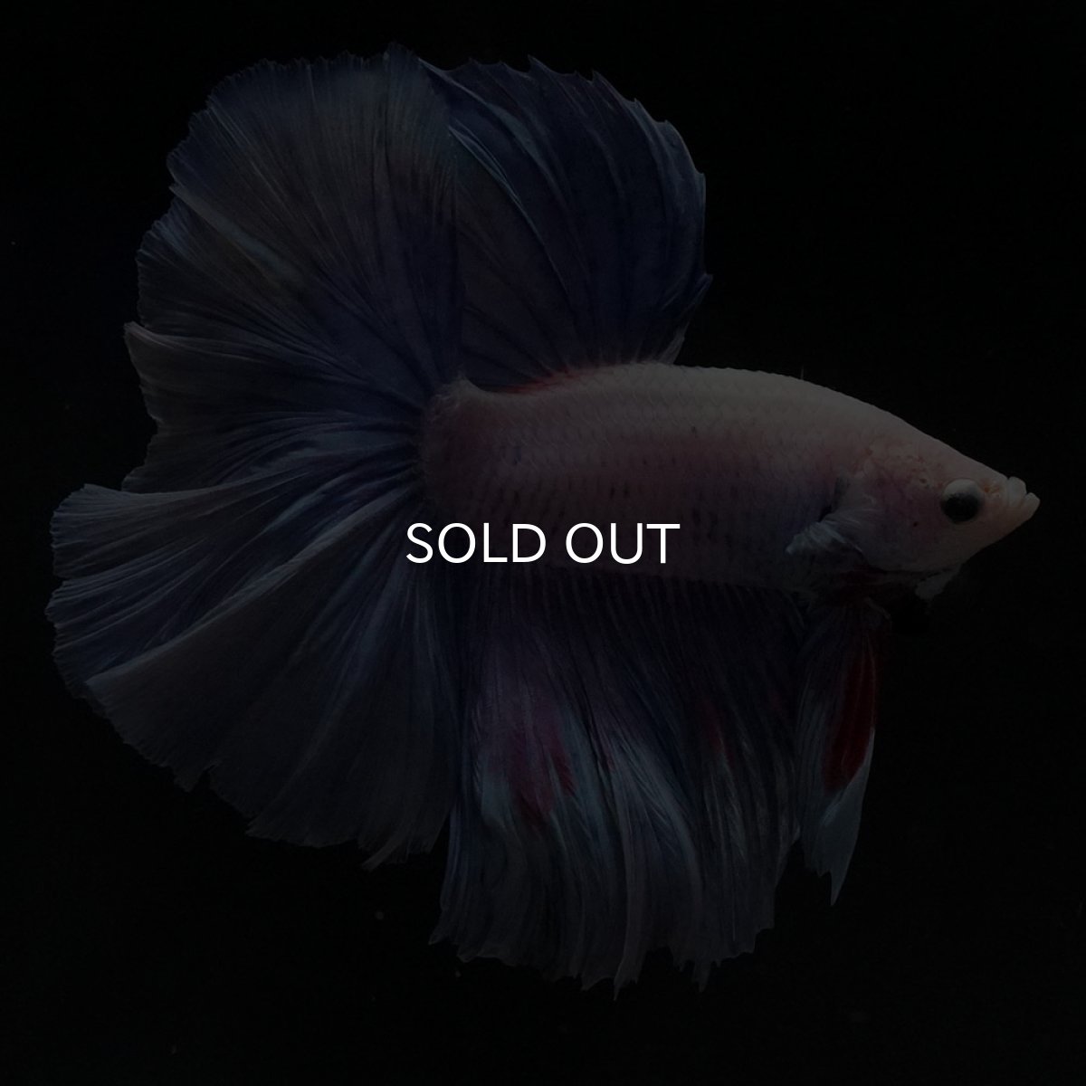 画像4: HM　ホワイトファンシー (4)