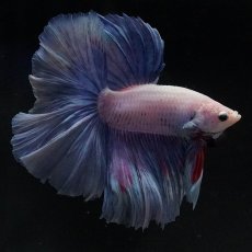 画像4: HM　ホワイトファンシー (4)