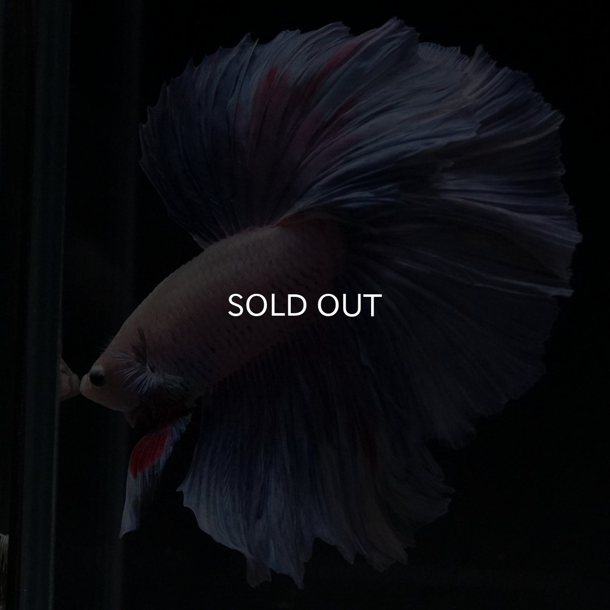 画像2: HM　ホワイトファンシー (2)