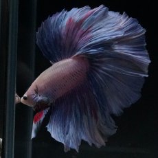 画像2: HM　ホワイトファンシー (2)