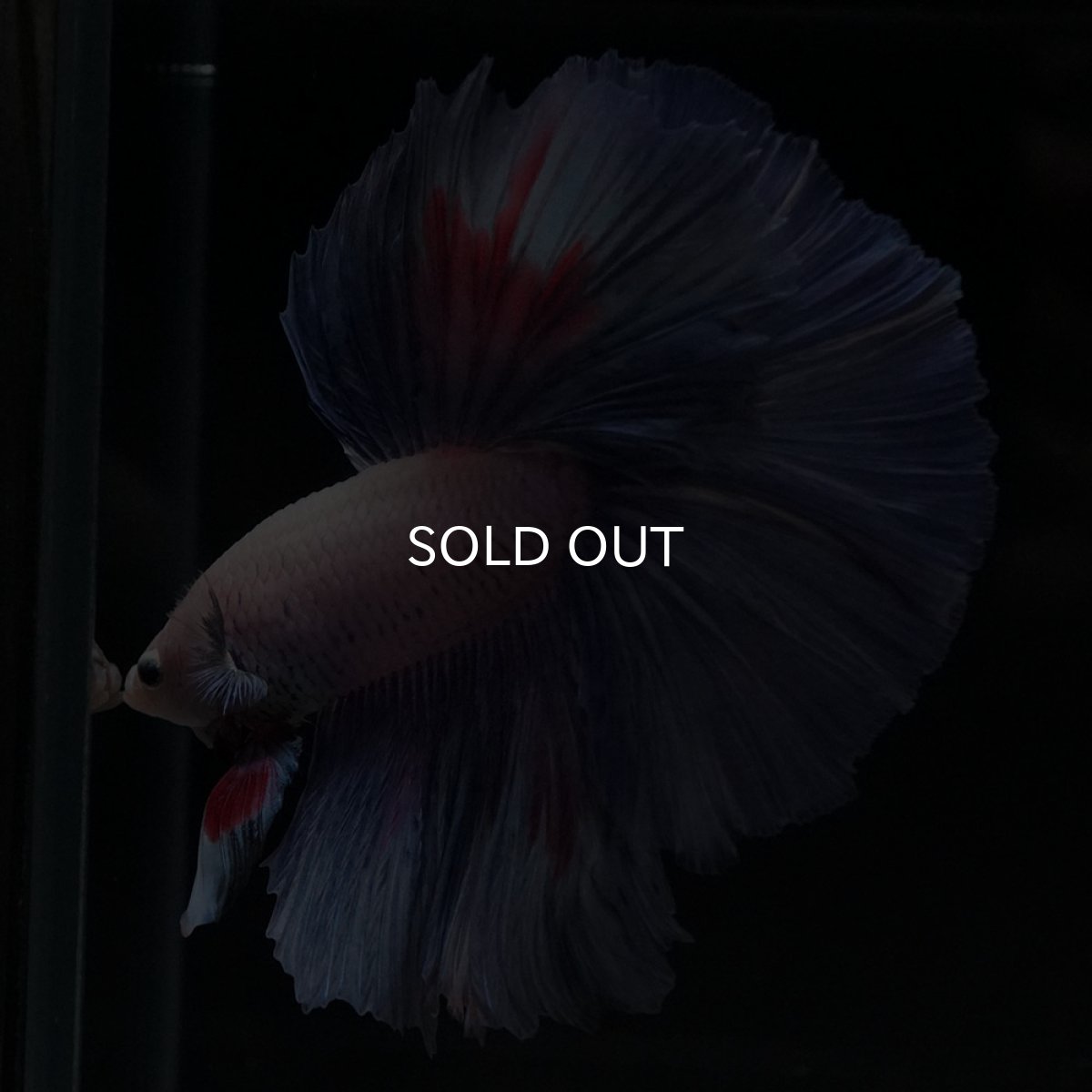 画像5: HM　ホワイトファンシー (5)