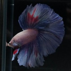 画像5: HM　ホワイトファンシー (5)