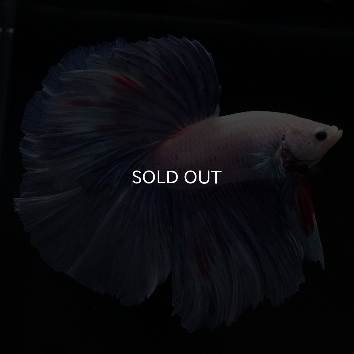 画像1: HM　ホワイトファンシー (1)