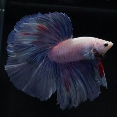 画像1: HM　ホワイトファンシー (1)