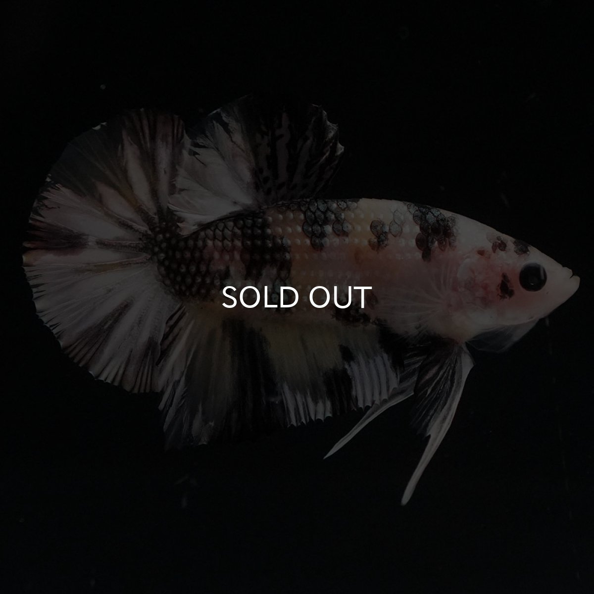 画像3: HMPK　イエローカッパー (3)