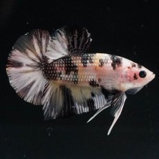 画像3: HMPK　イエローカッパー (3)