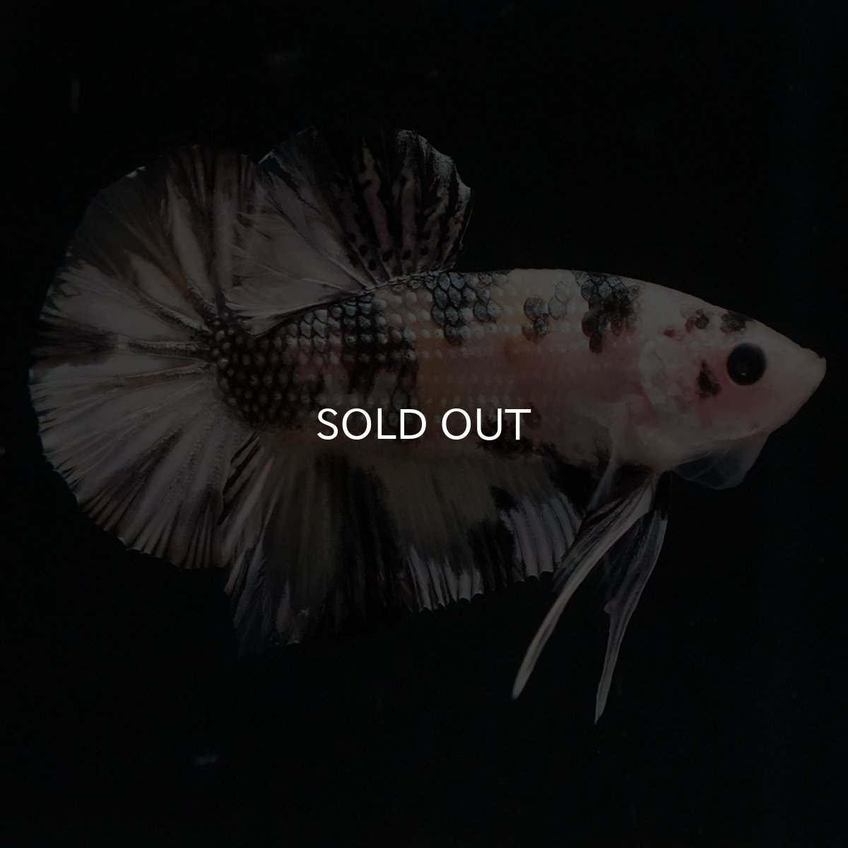 画像1: HMPK　イエローカッパー (1)