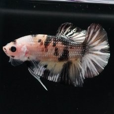 画像7: HMPK　イエローカッパー (7)