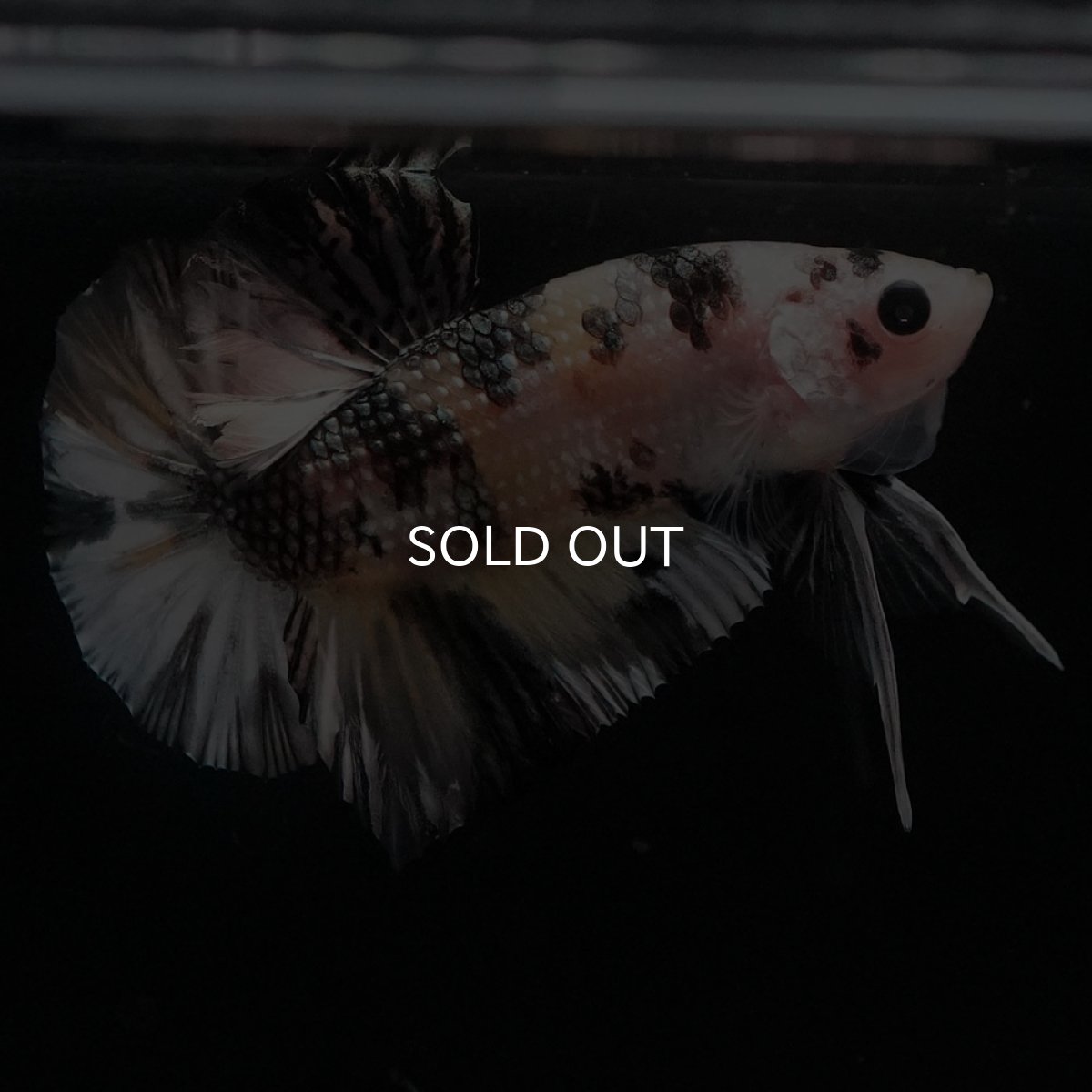 画像5: HMPK　イエローカッパー (5)