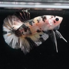 画像5: HMPK　イエローカッパー (5)