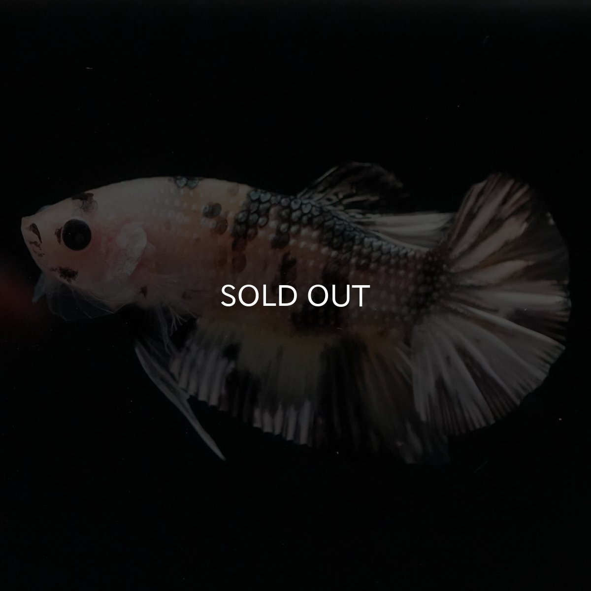 画像2: HMPK　イエローカッパー (2)