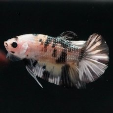 画像2: HMPK　イエローカッパー (2)