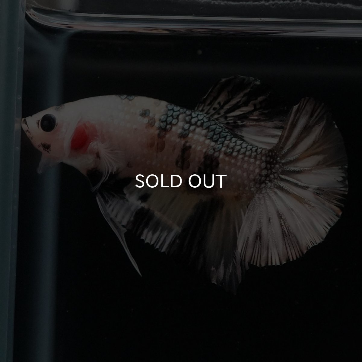 画像4: HMPK　イエローカッパー (4)