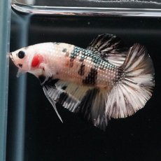 画像4: HMPK　イエローカッパー (4)