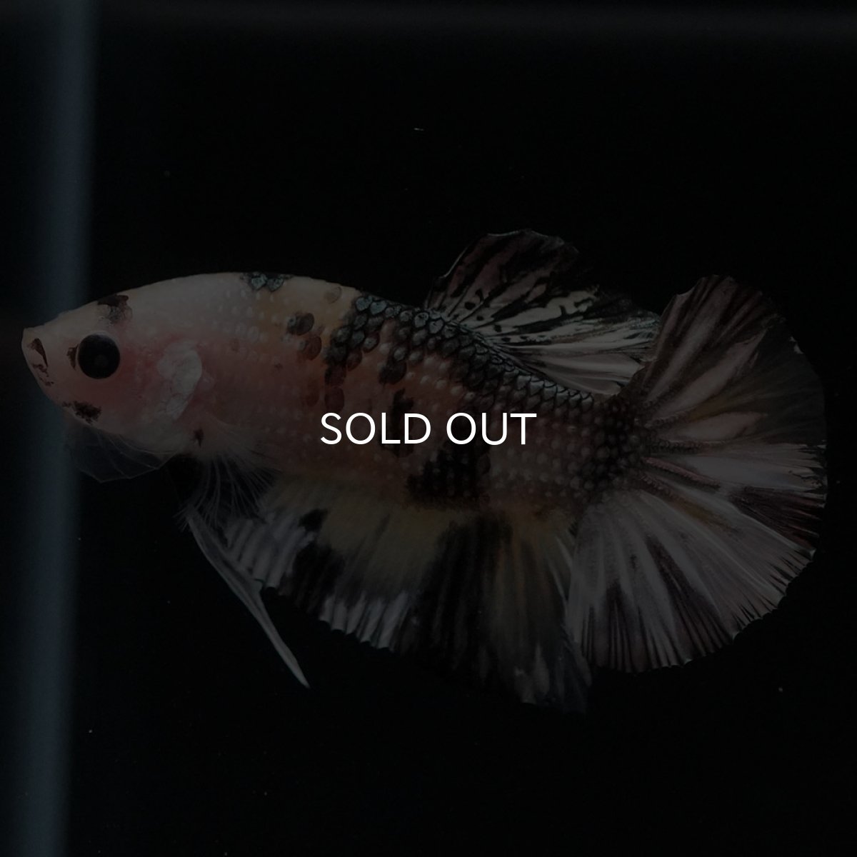 画像6: HMPK　イエローカッパー (6)