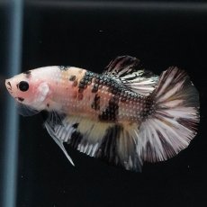 画像6: HMPK　イエローカッパー (6)