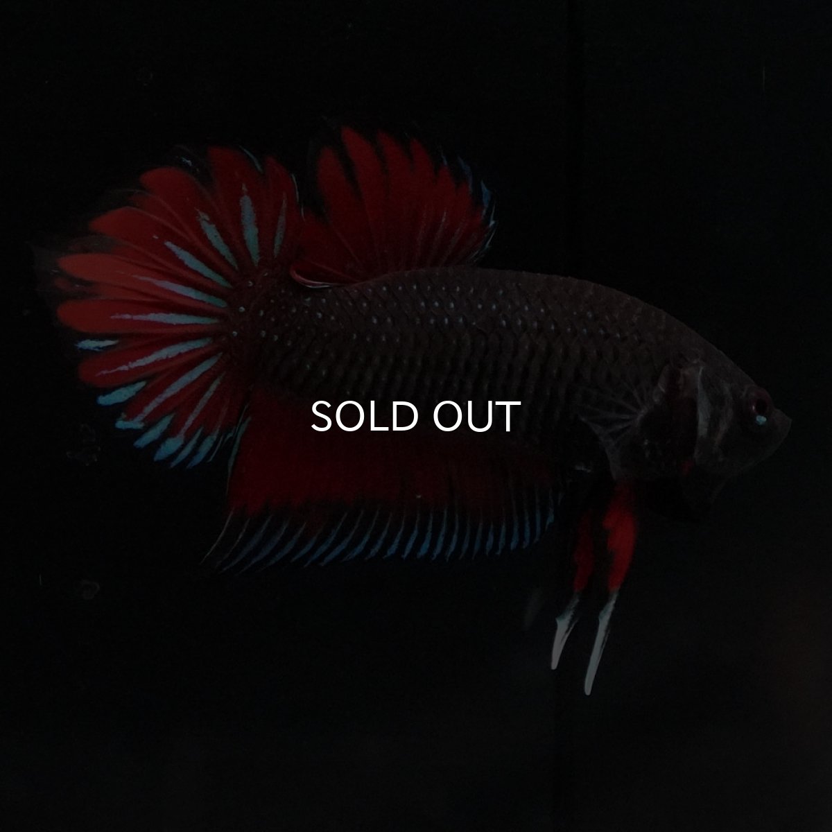 画像6: ワイルドハイブリッド (6)