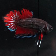 画像6: ワイルドハイブリッド (6)