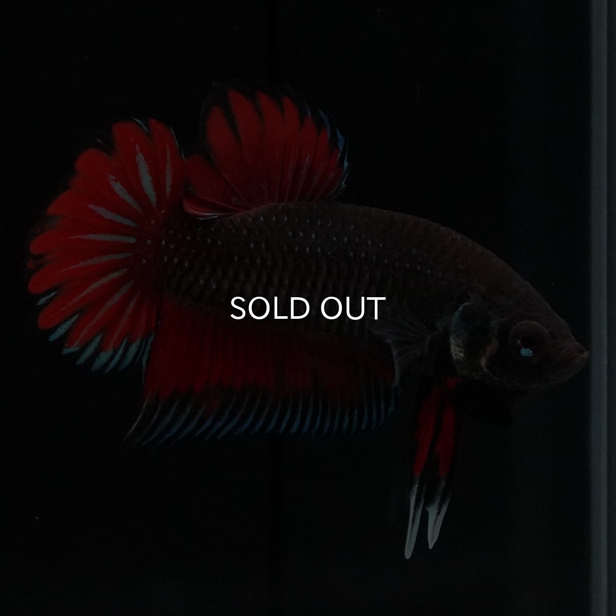 画像4: ワイルドハイブリッド (4)