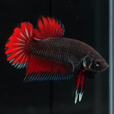 画像4: ワイルドハイブリッド (4)