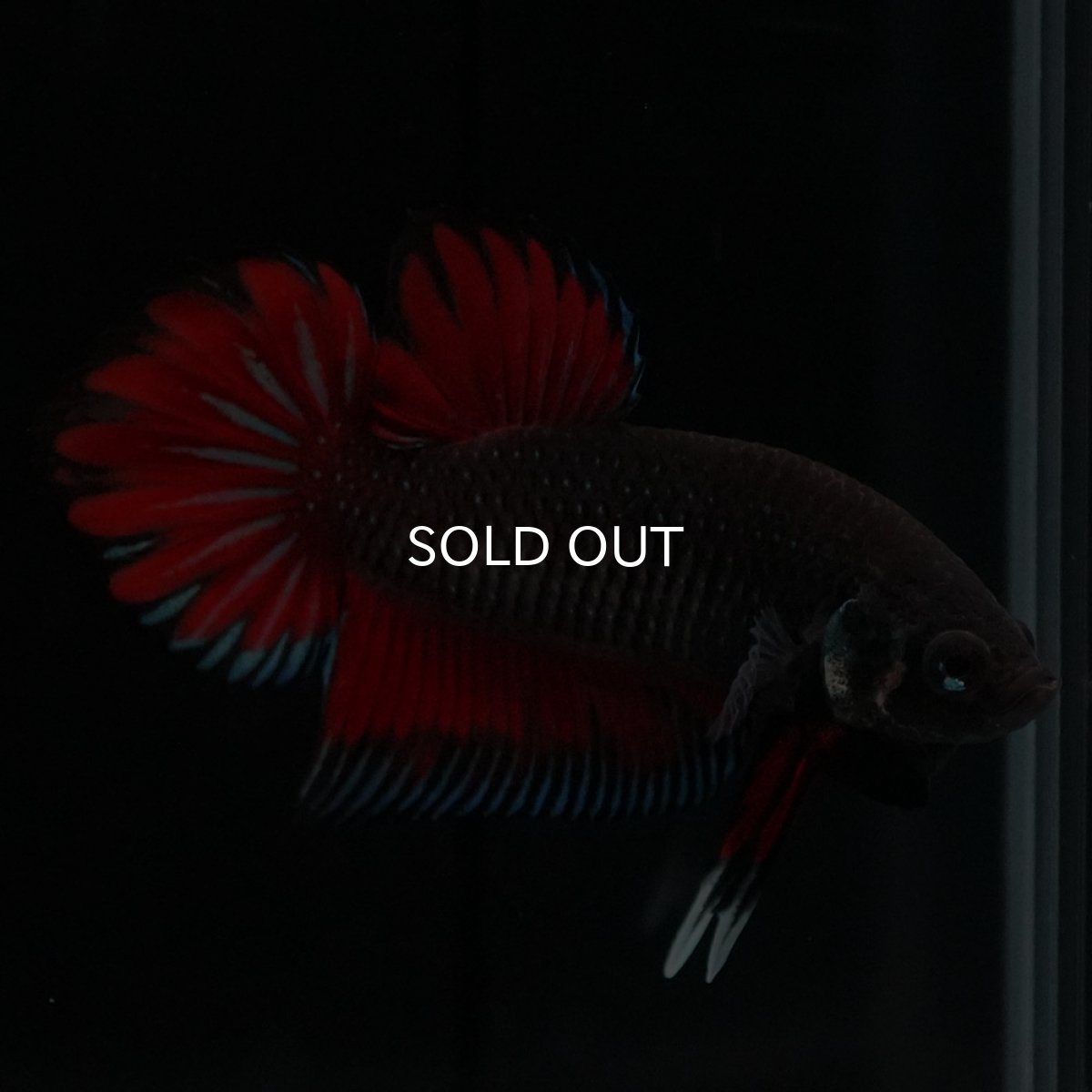 画像9: ワイルドハイブリッド (9)