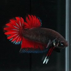 画像9: ワイルドハイブリッド (9)