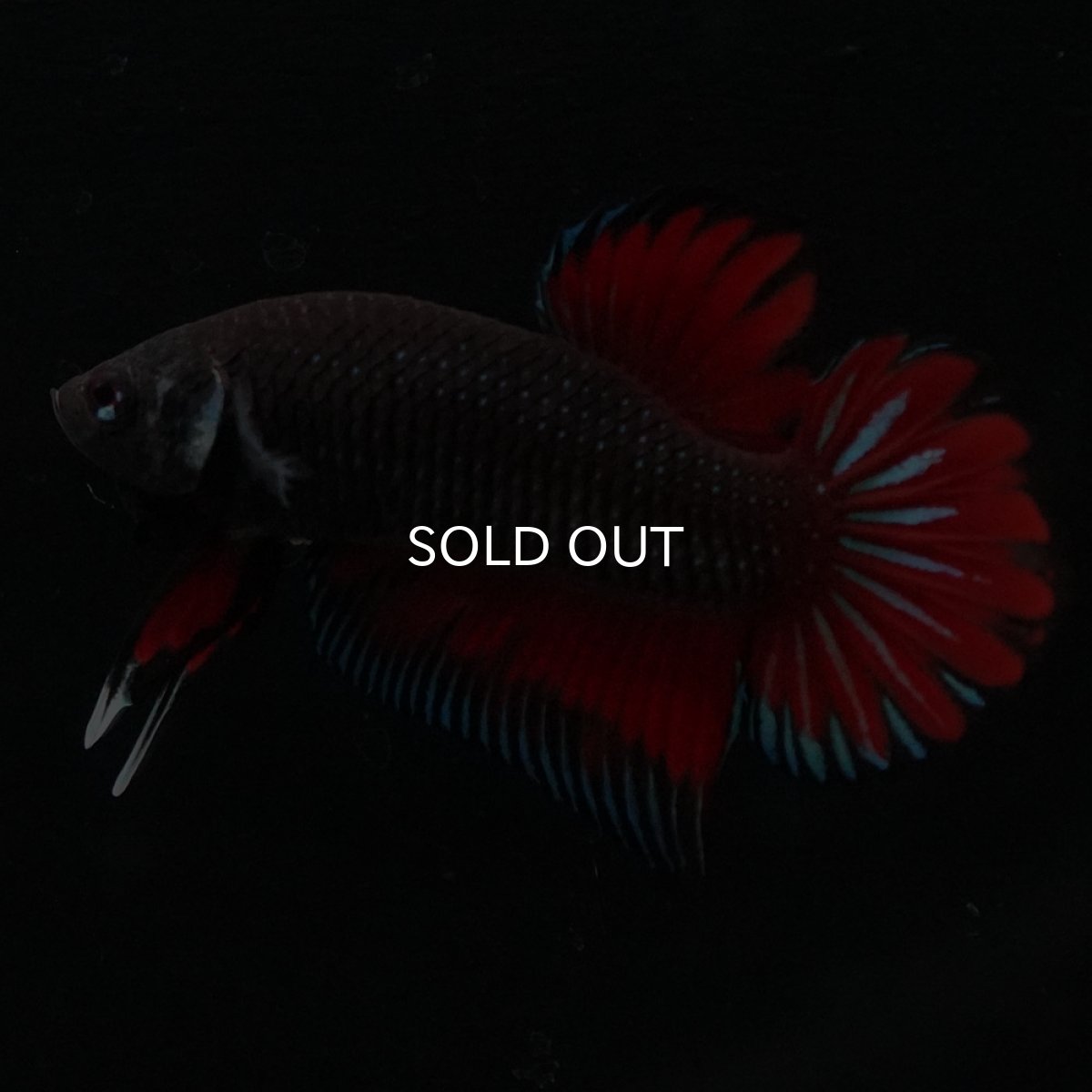 画像8: ワイルドハイブリッド (8)