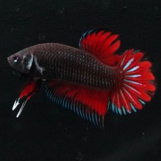 画像8: ワイルドハイブリッド (8)