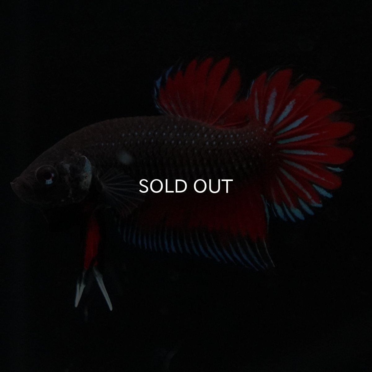 画像7: ワイルドハイブリッド (7)