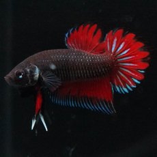 画像7: ワイルドハイブリッド (7)