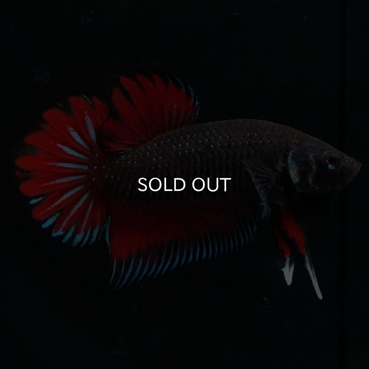 画像2: ワイルドハイブリッド (2)