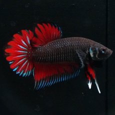 画像2: ワイルドハイブリッド (2)