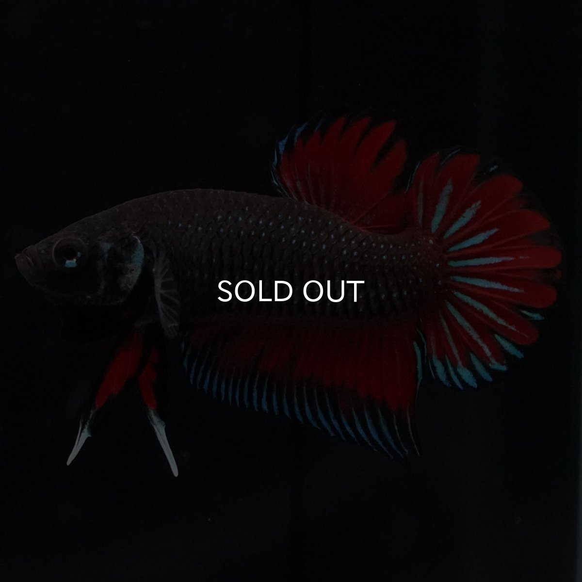 画像1: ワイルドハイブリッド (1)