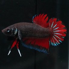 画像1: ワイルドハイブリッド (1)