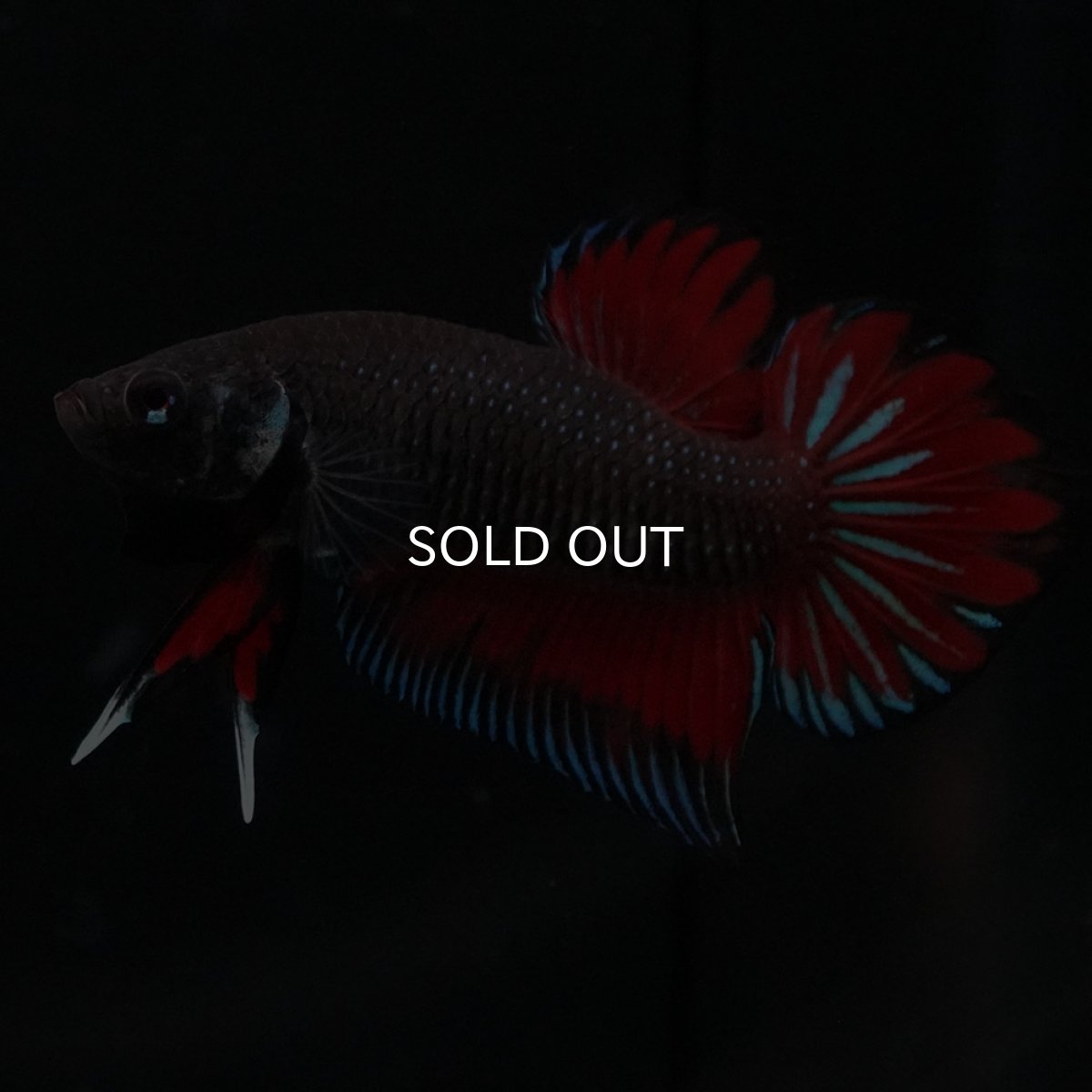 画像5: ワイルドハイブリッド (5)