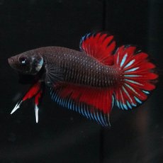 画像5: ワイルドハイブリッド (5)