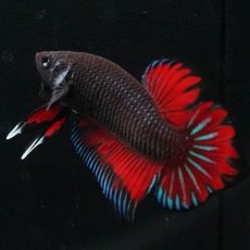 画像3: ワイルドハイブリッド (3)