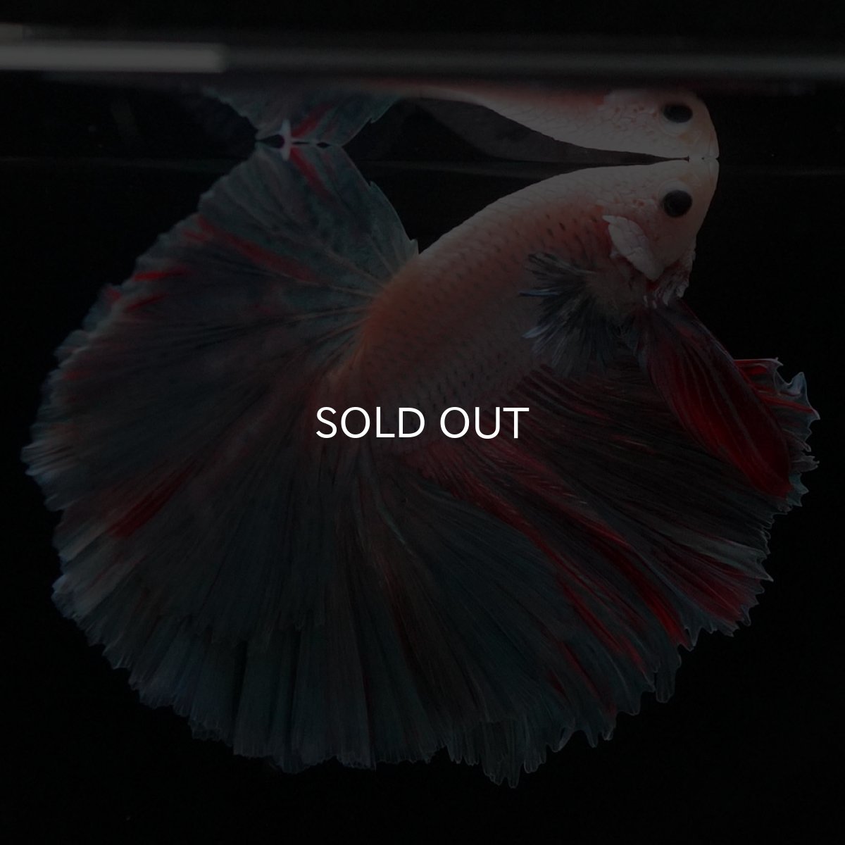 画像7: HM　ファンシー (7)