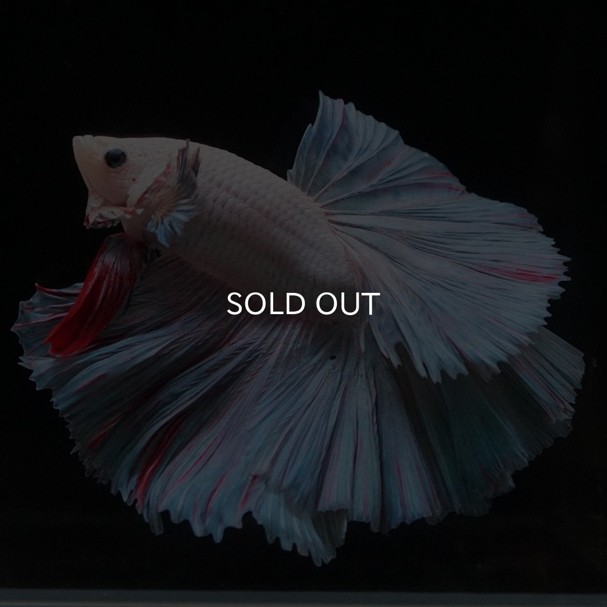 画像1: HM　ファンシー (1)