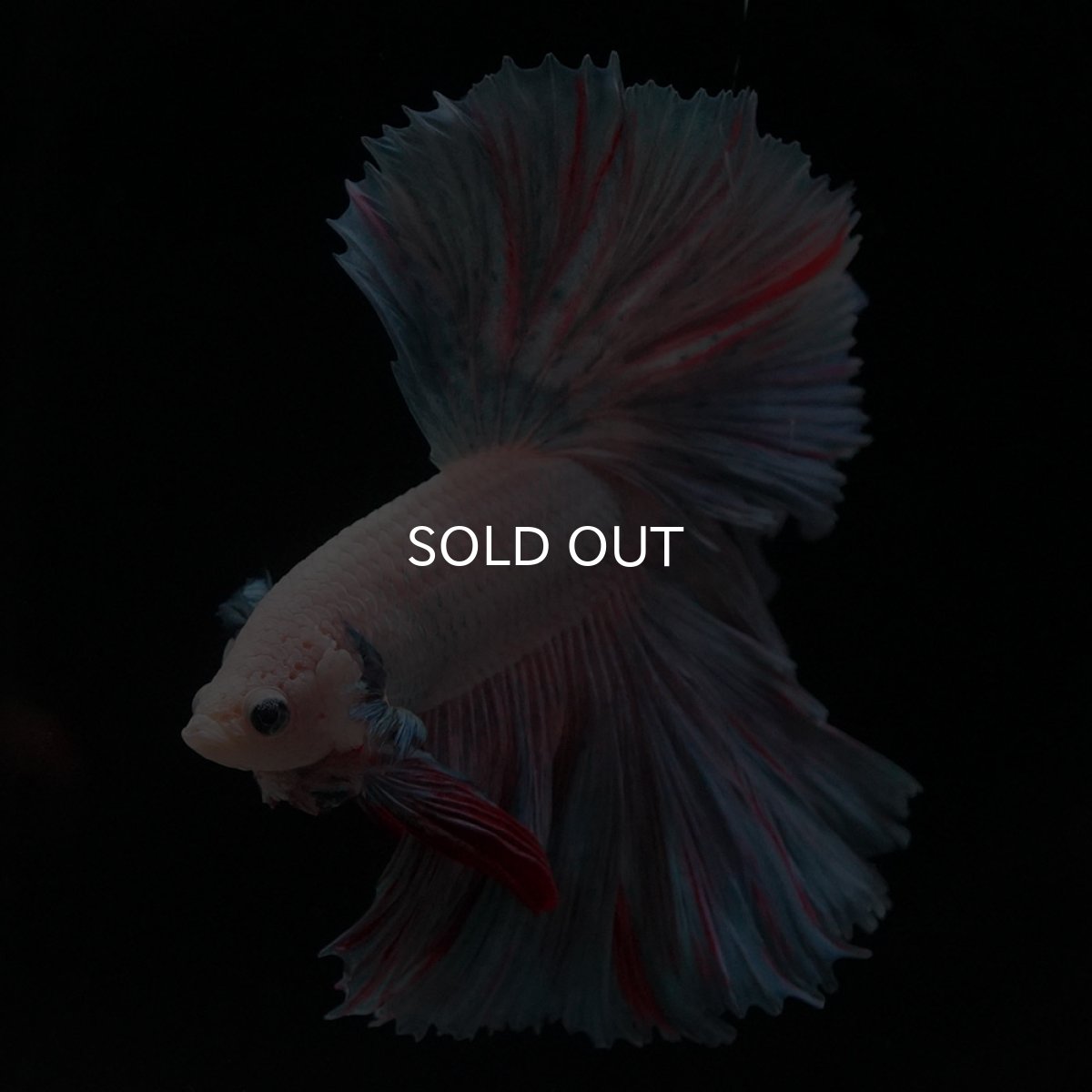 画像6: HM　ファンシー (6)