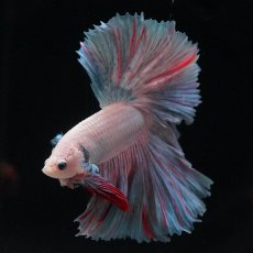 画像6: HM　ファンシー (6)