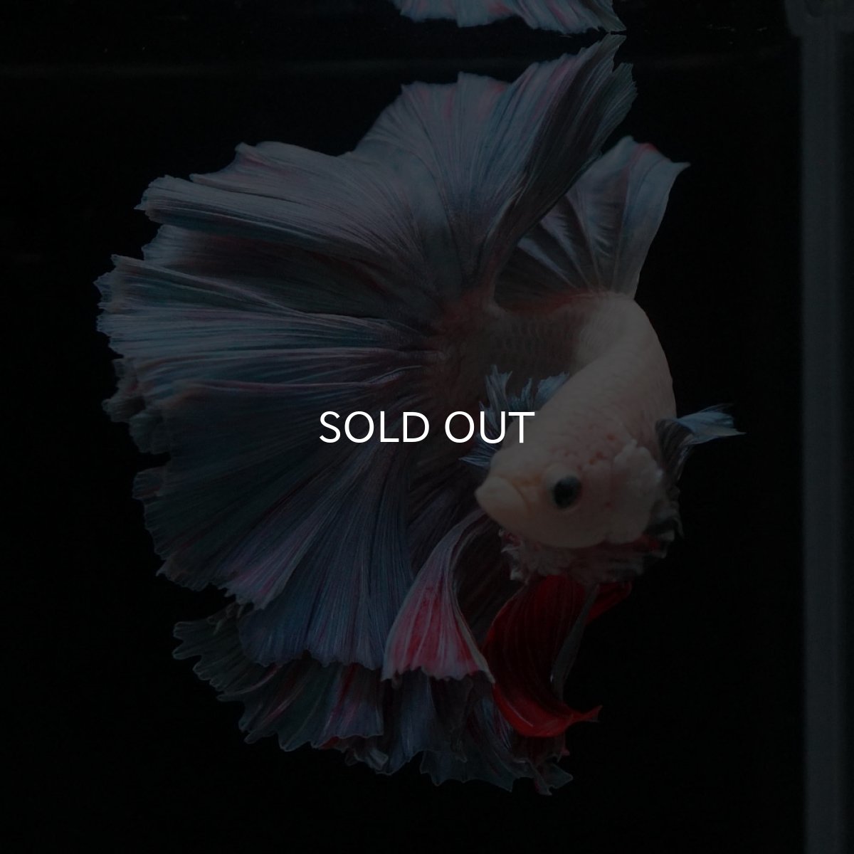 画像2: HM　ファンシー (2)