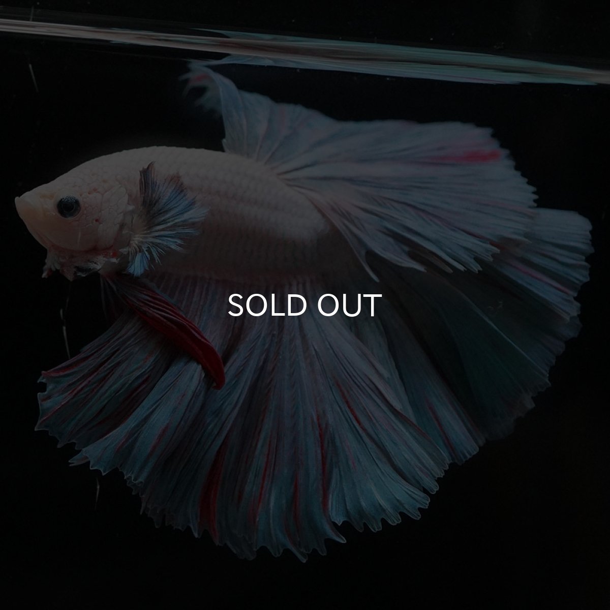 画像4: HM　ファンシー (4)