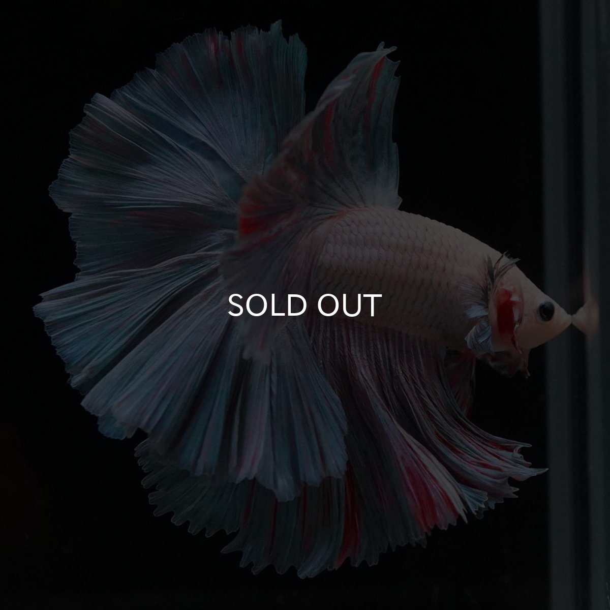 画像3: HM　ファンシー (3)