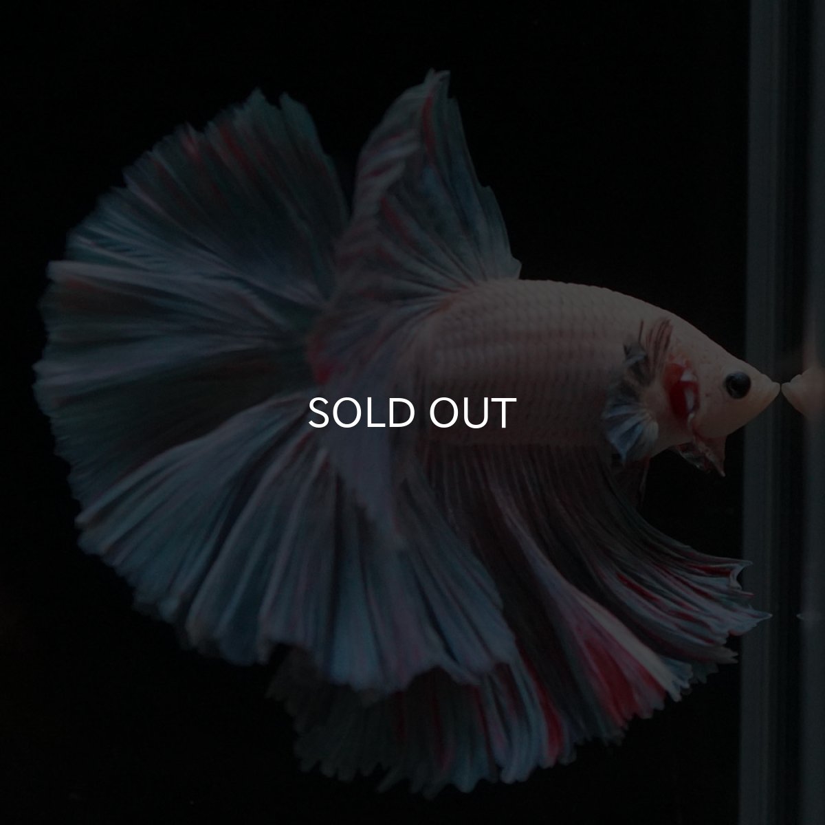 画像5: HM　ファンシー (5)