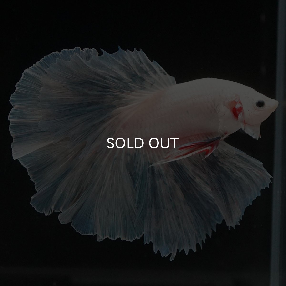 画像6: HM　ホワイトファンシー (6)