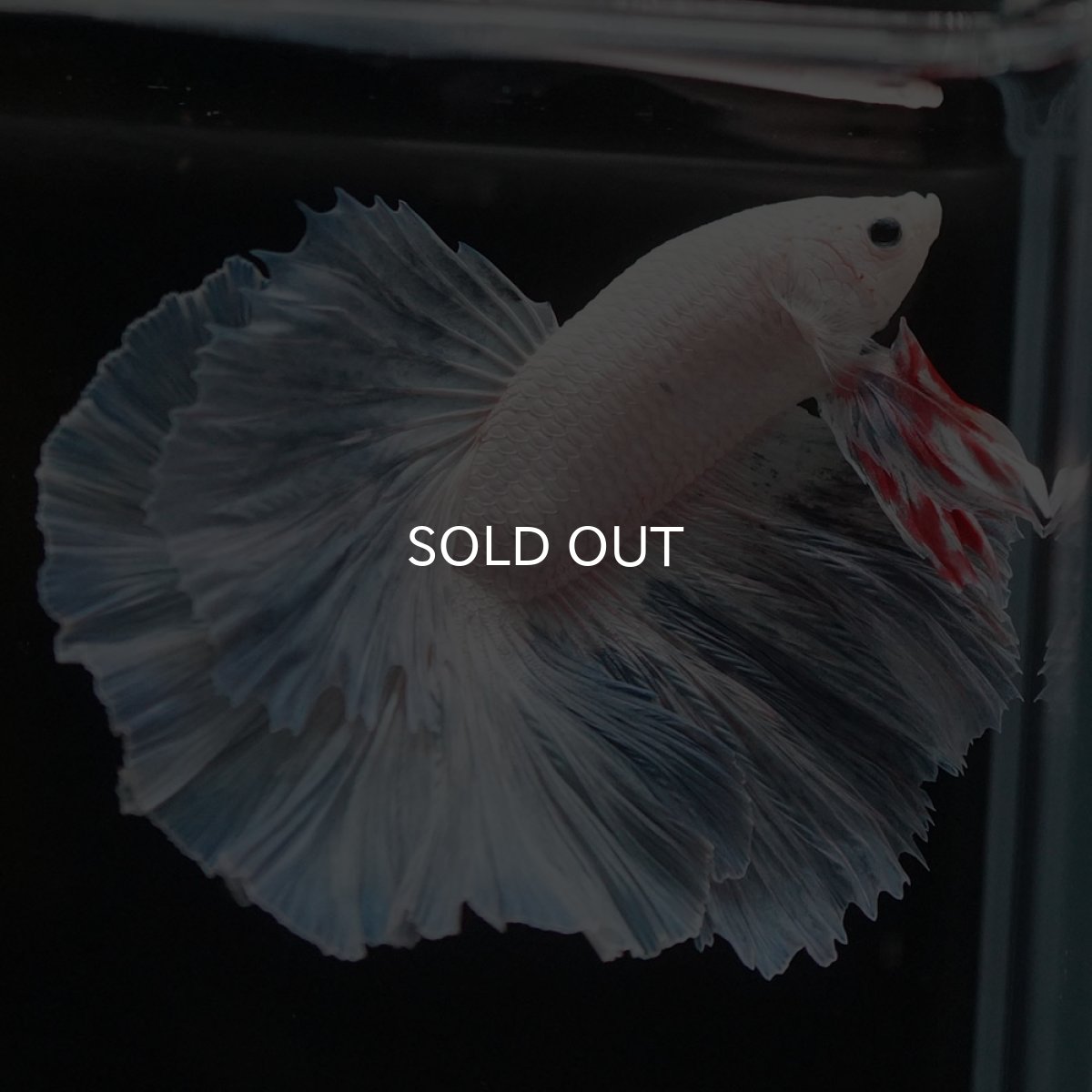 画像4: HM　ホワイトファンシー (4)