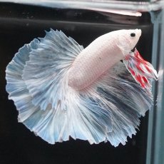 画像4: HM　ホワイトファンシー (4)