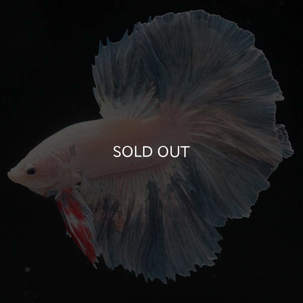 画像1: HM　ホワイトファンシー (1)