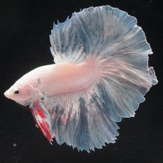 画像1: HM　ホワイトファンシー (1)